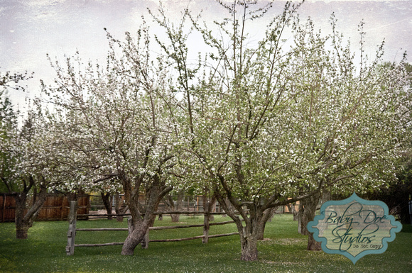 Apple Turner Farm